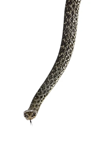 Horseshoe pisksnok, Hemorrhois hippocrepis, mot vit baksida — Stockfoto