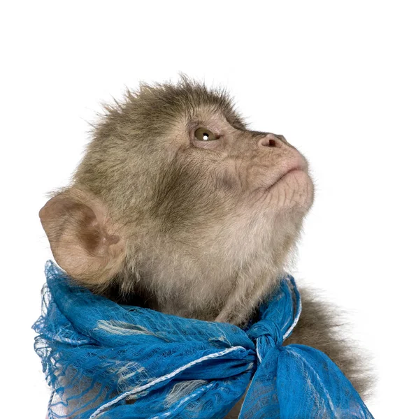 Joven Barbary Macaque mirando hacia arriba, Macaca Sylvanus, 1 año de edad, a —  Fotos de Stock