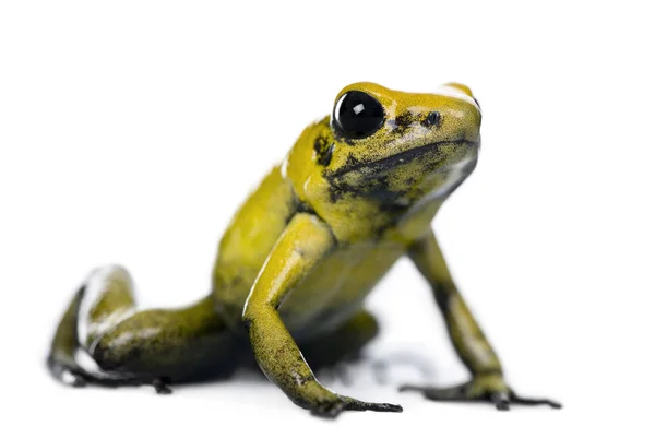Golden Poison Frog, Phyllobates terribilis, contra blanco backgr — Foto de Stock