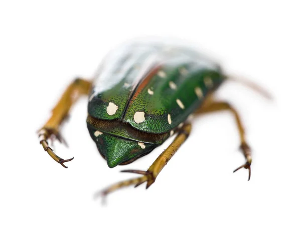 Ostafrikanischer Blütenkäfer, stephanorrhina guttata, vor der Sonne — Stockfoto