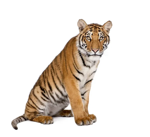 Portret si tygrys bengalski, Panthera tigris tigris, 1 roku życia, — Zdjęcie stockowe