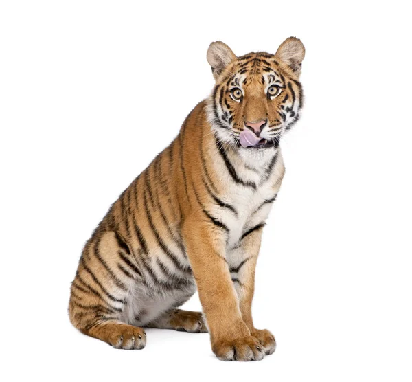 Porträtt av Bengalisk Tiger, Panthera tigris tigris, 1 år gammal, si — Stockfoto