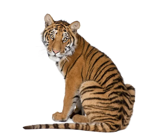 Portrét bengálského tygra, 1 rok starý, sedí, studio záběr, výdech — Stock fotografie