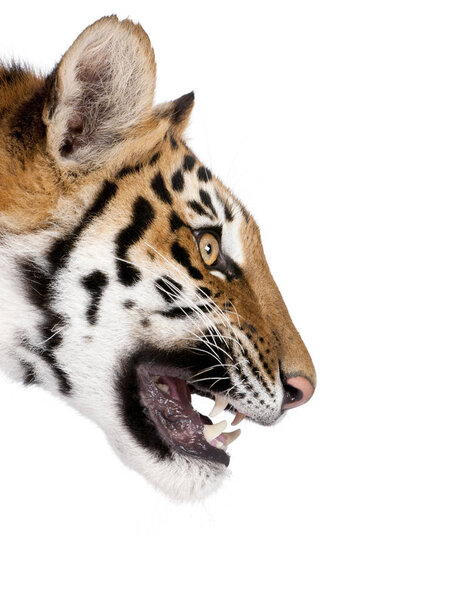 Close-up profile of Bengal tiger snarling, Panthera tigris tigris, 1 year old, in front of white background, studio shot