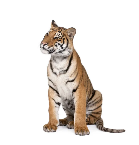 Porträt des bengalischen Tigers, Panthera tigris tigris, 1 Jahr alt, si — Stockfoto