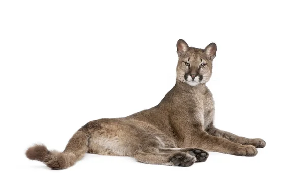 Retrato de filhote de Puma, Puma concolor, 1 ano, deitado contra w — Fotografia de Stock