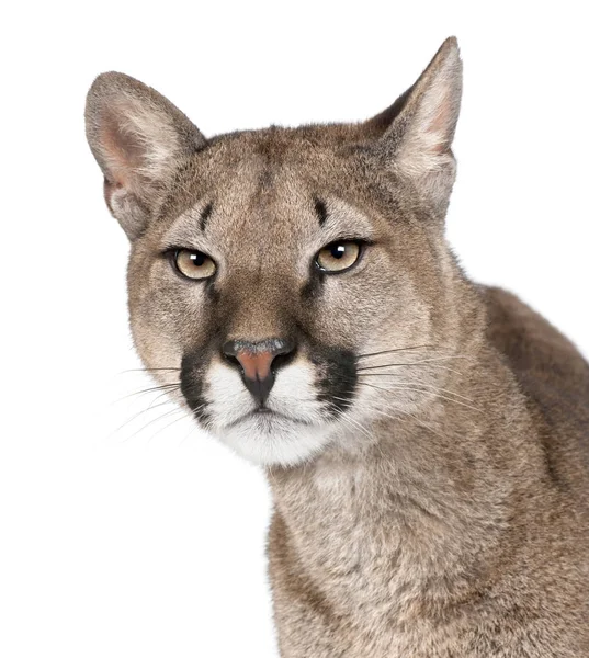 Detail portrét Puma mládě, Puma concolor, 1 rok starý, studio — Stock fotografie