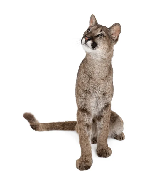 Portrait of Puma cub looking up, Puma concolor, 1 year old, sitt — Stock Photo, Image