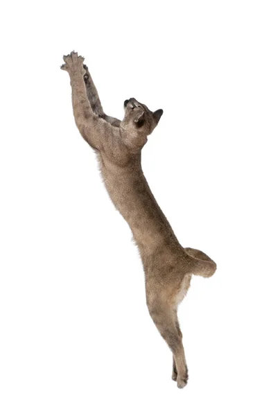 Puma cub, Puma concolor, 1 year old, leaping in midair against white background, studio shot — Stock Photo, Image