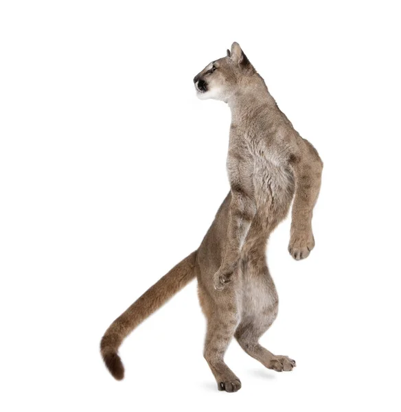Puma mládě, Puma concolor, 1 rok starý, stojící na zadních nohách a l — Stock fotografie