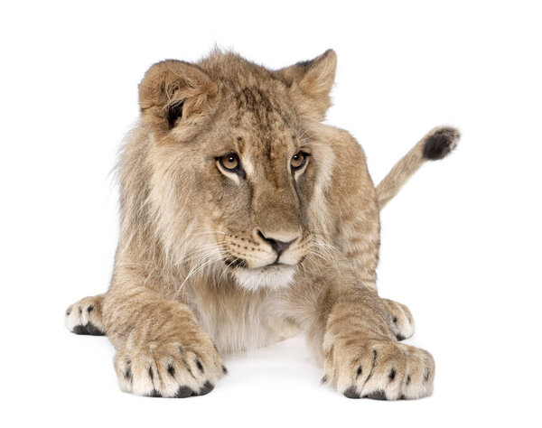 Portrait of young lion cub, Panthera leo, 8 months old, sitting 