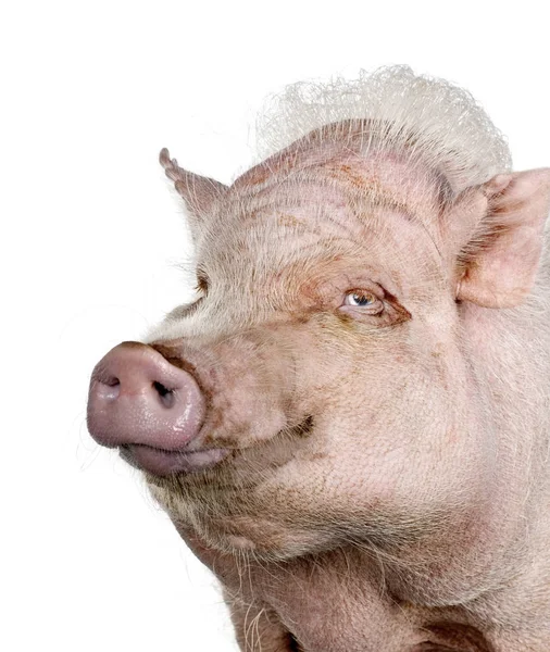 Portrait of Gottingen minipig standing against white background, — Stock Photo, Image