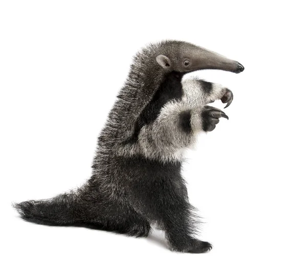 Young Giant Anteater, Myrmecophaga tridactyla, 3 meses, wal — Foto de Stock