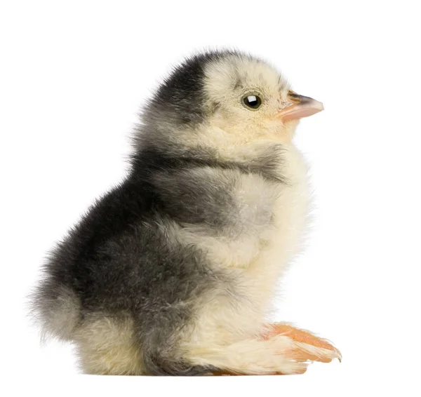 The Pekin is a breed of bantam chicken, 2 days old, sitting in f — Stock Photo, Image