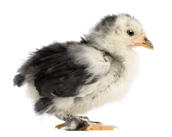 Pekin är en hundras från bantam kyckling, 21 dagar gammal, står i — Stockfoto