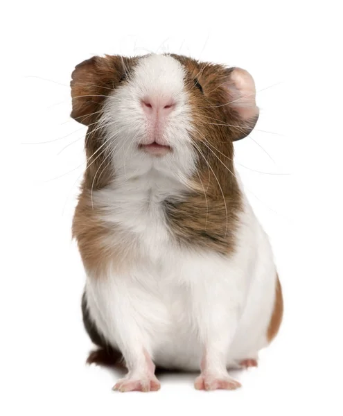 Porco-da-índia, Cavia porcellus, em frente ao fundo branco — Fotografia de Stock