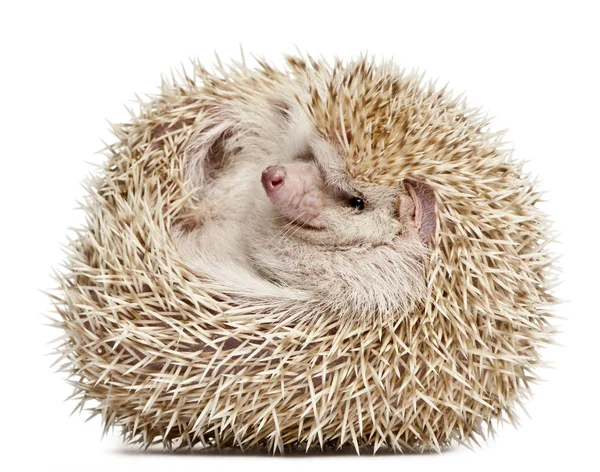 Four-toed Hedgehog, Atelerix albiventris, 2 years old, balled up — Stock Photo, Image