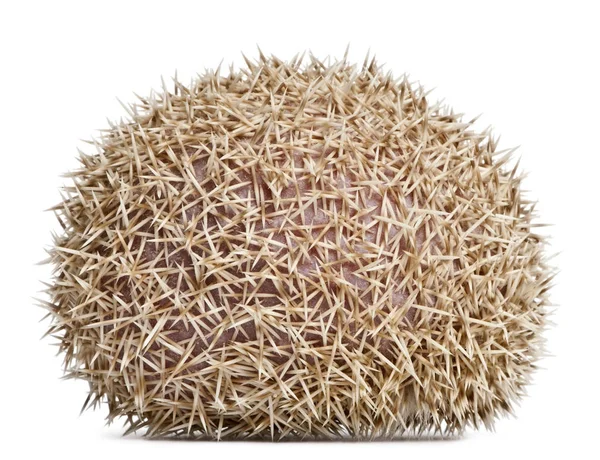 Four-toed Hedgehog, Atelerix albiventris, 2 years old, in front — Stock Photo, Image