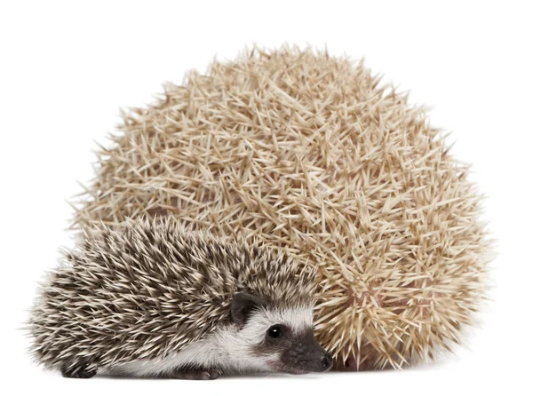 Hedgehogs de quatro dedos, Atelerix albiventris, 3 semanas, em frente ao fundo branco — Fotografia de Stock