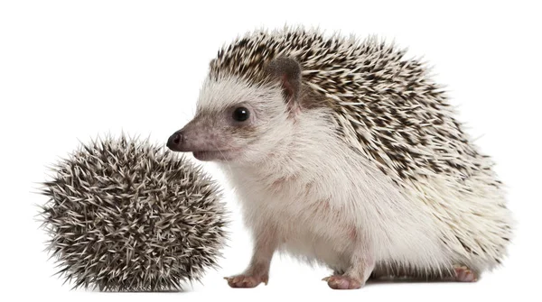 Hedgehogs de quatro dedos, Atelerix albiventris, 3 semanas, em frente ao fundo branco — Fotografia de Stock