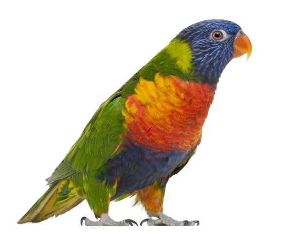 Regenboog vogels, Trichoglossus haematodus, 3 jaar oud, standin — Stockfoto