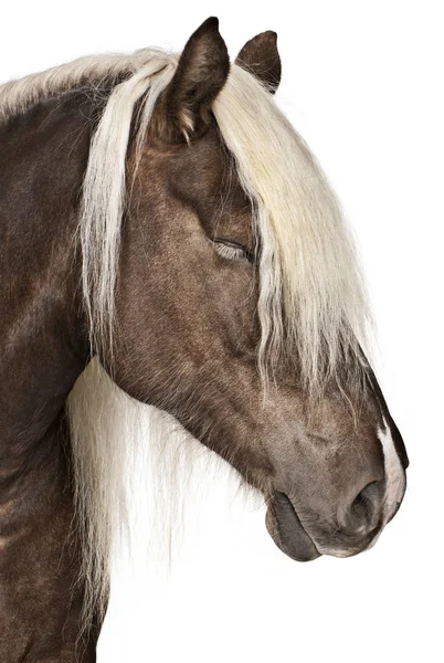 Comtois horse, a draft horse, Equus caballus, 10 years old, in f — Stock Photo, Image