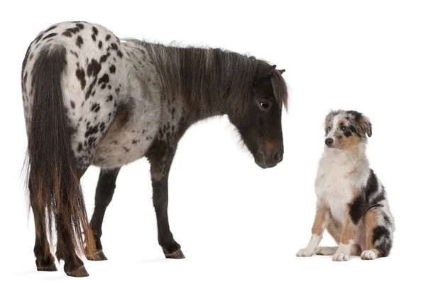 Appaloosa Cavalo em miniatura, Equus caballus, 2 anos, e cachorro pastor australiano, 4 meses, em frente ao fundo branco — Fotografia de Stock