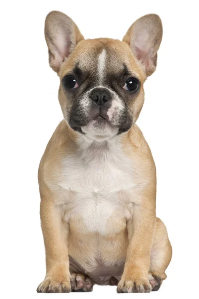 Cachorro Bulldog francês, 3 meses e meio, sentado na frente — Fotografia de Stock