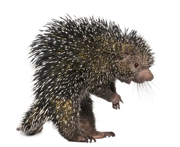 Brazilian Porcupine, Coendou prehensilis, standing in front of w — Stock Photo, Image