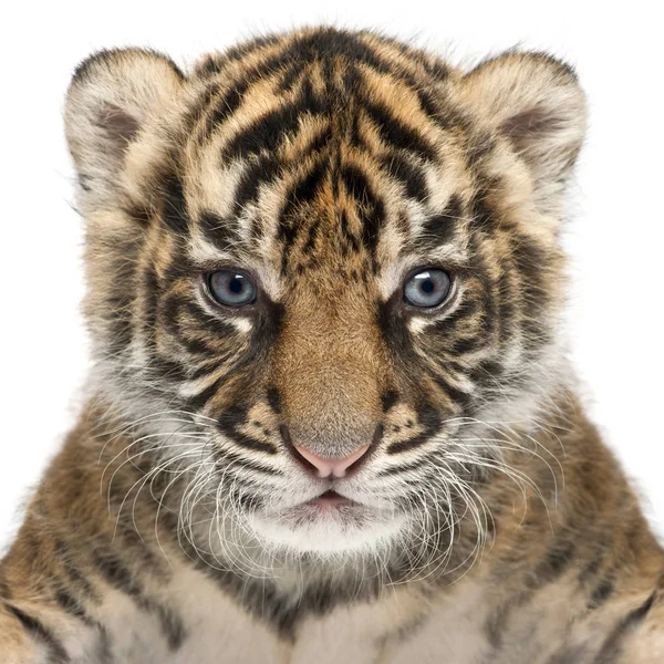 Cachorro de tigre de Sumatra, Panthera tigris sumatrae, 3 semanas de edad, en fr —  Fotos de Stock