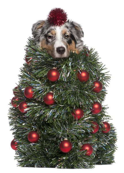 Perro pastor australiano vestido como árbol de Navidad, 7 meses de edad, delante de fondo blanco —  Fotos de Stock