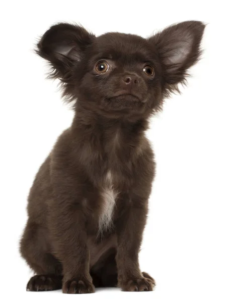Chihuahua puppy, 3 months old, sitting against white background — Stock Photo, Image