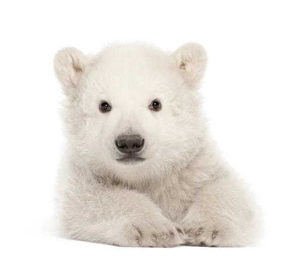 Filhote de urso polar, Ursus maritimus, 3 meses, deitado contra whi — Fotografia de Stock