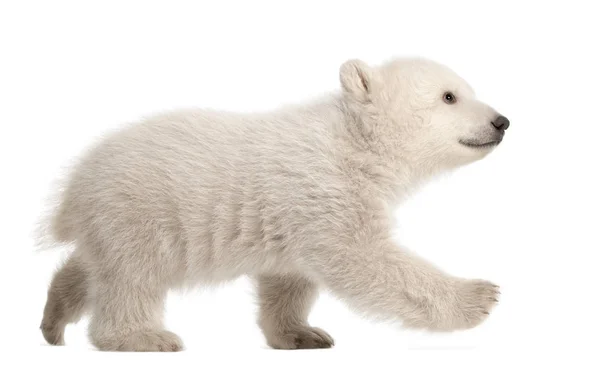 Πολική αρκούδα σκύμνος, Ursus maritimus, 3 μηνών, περπάτημα ενάντια w — Φωτογραφία Αρχείου