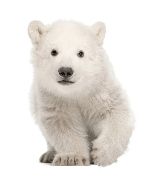 Cachorro oso polar, Ursus maritimus, 3 meses, de pie contra — Foto de Stock