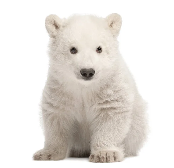 Eisbärenjunges, Ursus maritimus, 3 Monate alt, sitzt gegen den Kopf — Stockfoto