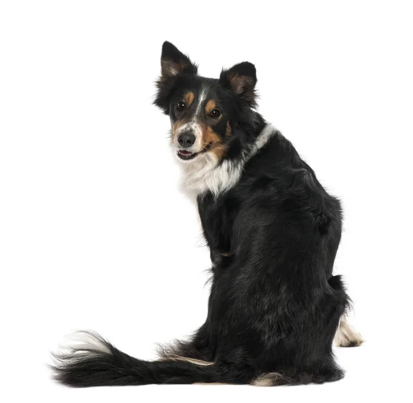 Portrait of Border Collie sitting and looking back against white — Stock Photo, Image