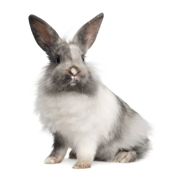 Conejo sentado aislado en blanco — Foto de Stock