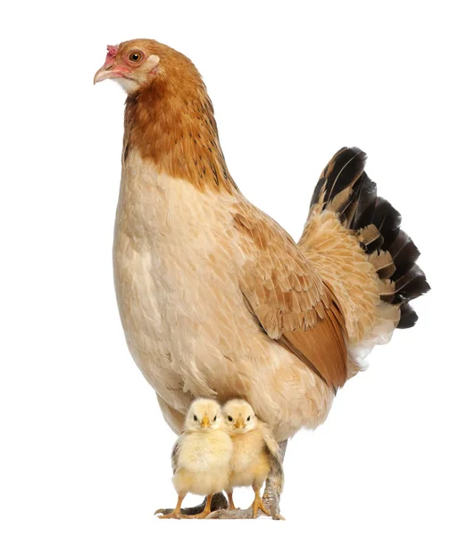 Hen з її пташенятами — стокове фото
