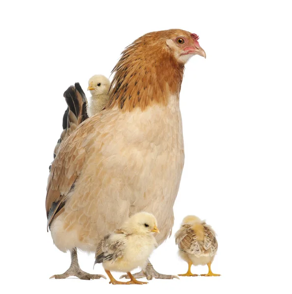 Höna med sina kycklingar runt henne och på dess baksida — Stockfoto