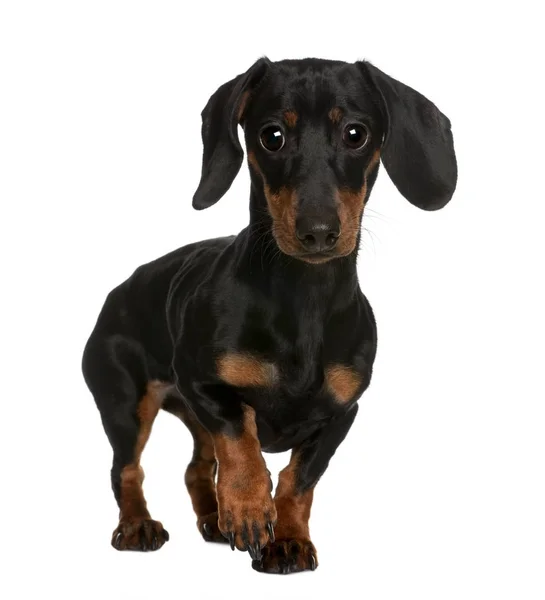 Daschund, 10 meses, de pie frente al fondo blanco — Foto de Stock