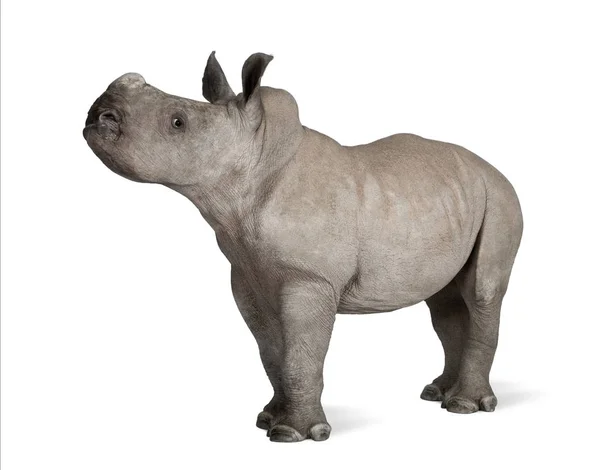 Young White Rhinoceros or Square-lipped rhinoceros - Ceratotheri — Stock Photo, Image