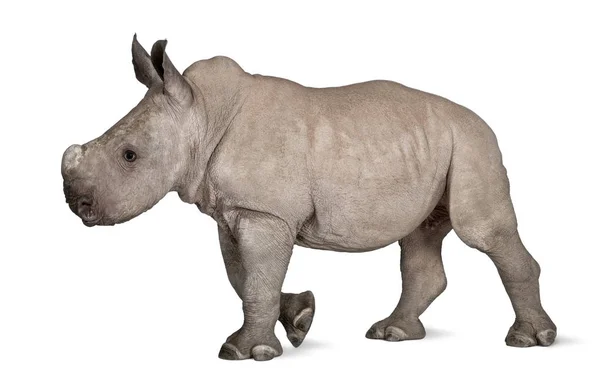 Rinoceronte branco jovem ou rinoceronte de lábios quadrados - Ceratotheri — Fotografia de Stock