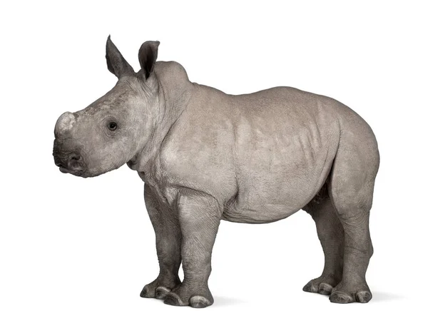 Rinoceronte blanco joven o rinoceronte de labio cuadrado - Ceratotheri —  Fotos de Stock