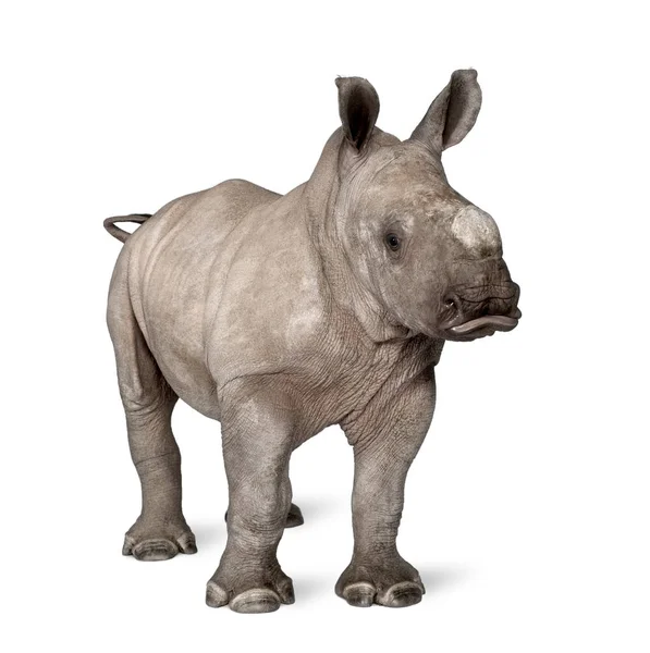 Young White Rhinoceros or Square-lipped rhinoceros - Ceratotheri — Stock Photo, Image