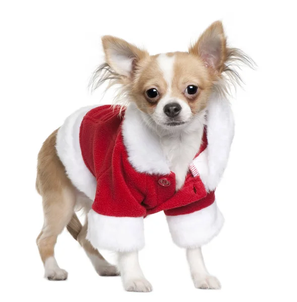 Chihuahua puppy in Santa Claus suit, 7 months old, standing in f — Stock Photo, Image