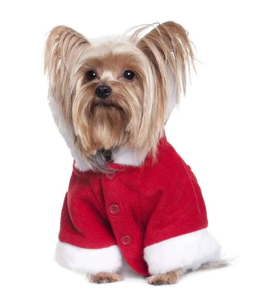 Yorkshire in Santa Claus suit, 4 years old, sitting in front of — Stock Photo, Image