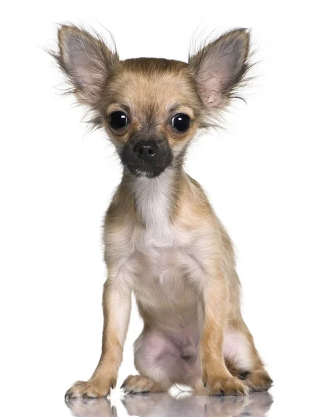 Cucciolo di Chihuahua, 5 mesi, seduto davanti al dorso bianco — Foto Stock