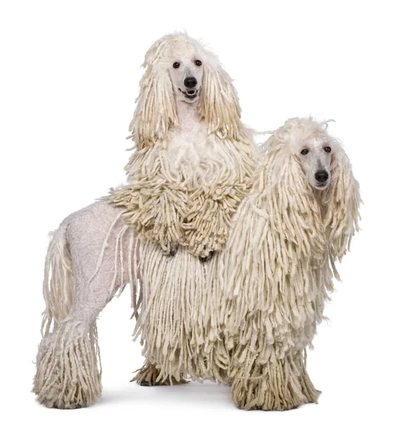 Two White Corded standard Poodles in front of white background — Stock Photo, Image