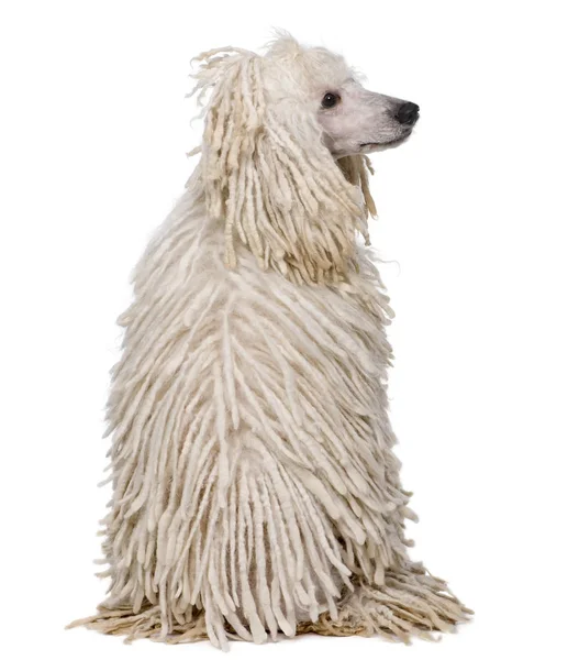 Rear view of White Corded standard Poodle sitting in front of wh — Stock Photo, Image